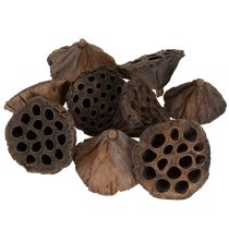 kohteita Lotus-mäntä keskikokoinen 100 kpl luonnollinen