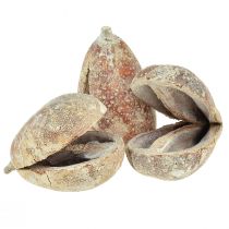 kohteita Mike Fruit exotics kuivattu valkoinen pesty 4-6cm 50 kpl