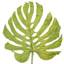 kohteita Kuivatut monsteranlehdet, ikkunakoriste, K50cm, 5 kpl