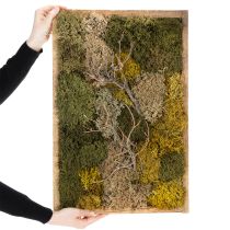 kohteita Sammalkuva, aitoa säilytettyä sammalta ja oksia, luonnonvärinen, 60 × 40 cm