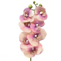 kohteita Orchid Phalaenopsis keinotekoinen 7 kukkaa violetti kerma 73cm