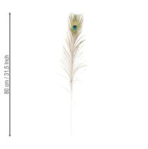 kohteita Riikinkukon sulkakoriste, aitoja linnun höyheniä, pituus 75-85 cm, 8 kpl