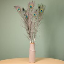 kohteita Riikinkukon sulkakoriste, aitoja linnun höyheniä, pituus 75-85 cm, 8 kpl