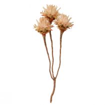 kohteita Leucospermum Plumosum Silver Tree Blossoms Light 25 kpl