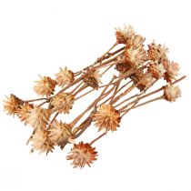 kohteita Leucospermum Plumosum Silver Tree Blossoms Light 25 kpl