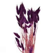 kohteita Velvet Grass Violet, Rabbit Tail Grass, Lagurus L18-50cm 25g