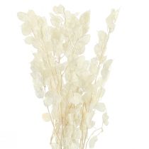 kohteita Hopea lehtikuu Violetti Lunaria Säilötty L70cm 20g