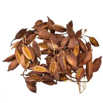 kohteita Kuiva koristelupuu Brachyciton luonnonvärinen pullopuu 5-10cm 1kg