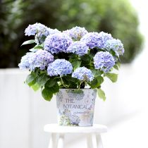 kohteita Istutuskone metallinen kukkaruukku hortensia Ø24cm K21cm