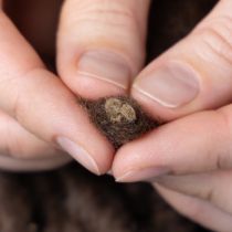 kohteita Pörröinen Mirabell-villanyöri, ruskea, 25 m koristenauha kukkakauppoihin ja askarteluun