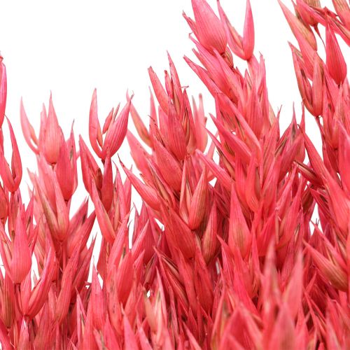 Kuivatut kukat, Kaura Kuivatut viljat Deco Pinkki 65cm 160g