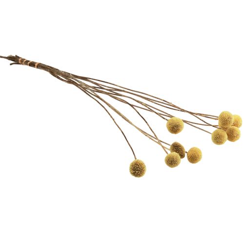 kohteita Craspedia Dried Flowers Drumsticks Keltainen 70cm 10 kpl