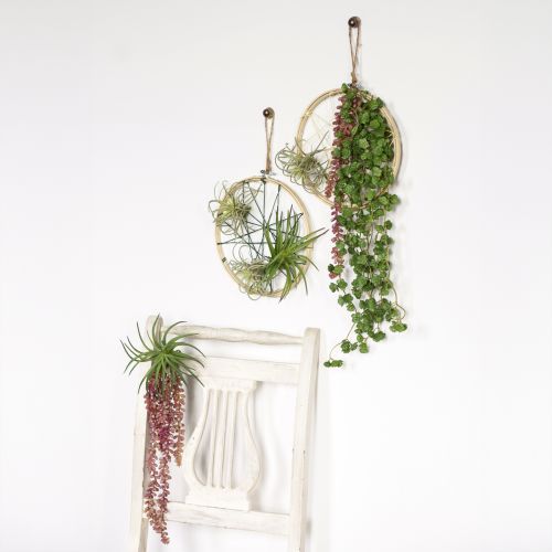 kohteita Sedum &#39;Rubin&#39; riippukasvi – koristeellinen, helppohoitoinen mehikasvi 43 cm 3 kpl.