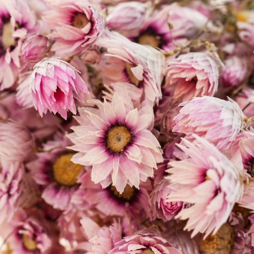 Floristik24 Olkikukat kuivatut kukat valkoinen pinkki 20-35cm nippu 40g