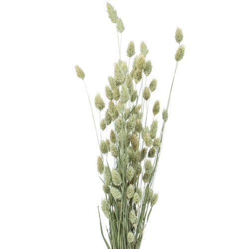 Floristik24 Kuivatut ruohot Phalaris kuivattu kuiva floristinen luonto 55cm 80g