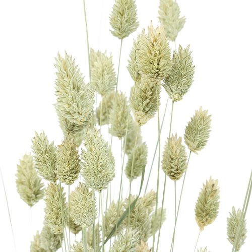 Floristik24 Kuivatut ruohot Phalaris kuivattu kuiva floristinen luonto 55cm 80g
