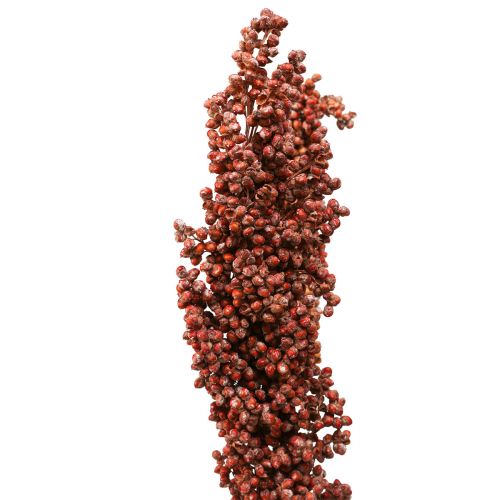 Floristik24 Kuivatut kukat Sorghum Millet Orange Kuivakukkia 70cm 3kpl