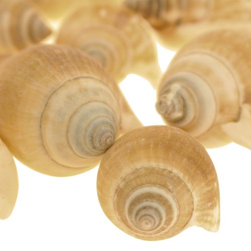 Floristik24 Etanan kuoret Deco Sea Etana Ruskea Valkoinen 3,5-5cm 250g