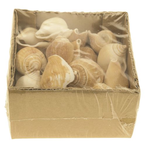 Floristik24 Etanan kuoret Deco Sea Etana Ruskea Valkoinen 3,5-5cm 250g
