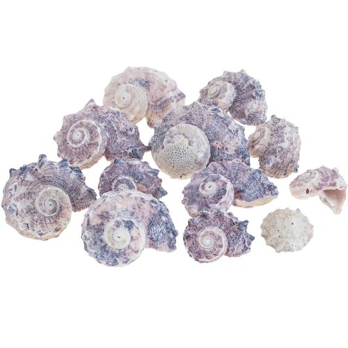 Floristik24 Etanankuoret Deco Sea Snails Purple White 3-6cm 250g