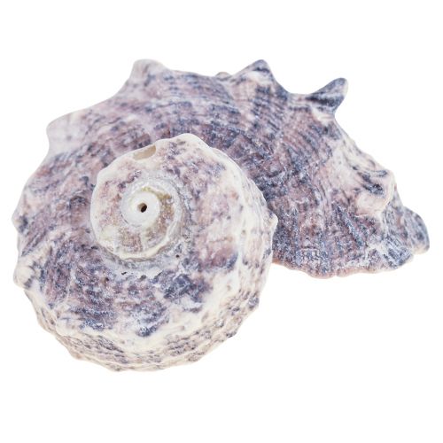 Floristik24 Etanankuoret Deco Sea Snails Purple White 3-6cm 250g