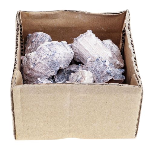 Floristik24 Etanankuoret Deco Sea Snails Purple White 3-6cm 250g