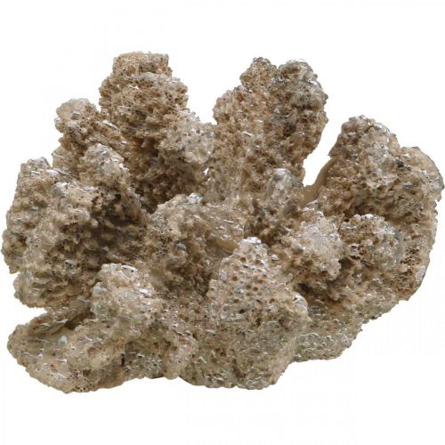 Floristik24 Merikoristelu, merieläin, koriste korallipolyresiini 13,5x11,5 cm