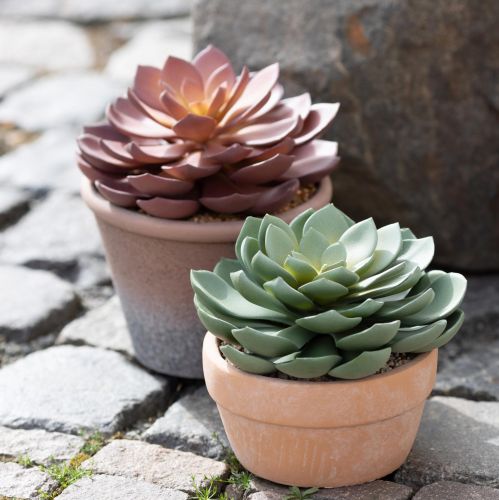 kohteita Mehikasvi ruukussa Echeveria tekovihreä Ø15cm