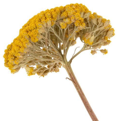 Achillea Natur Gelb