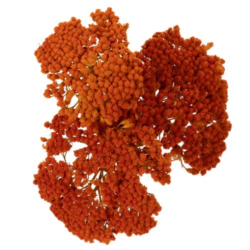 Achillea Orange -kuivatut
