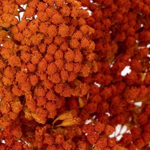 Achillea Orange -kuivatut