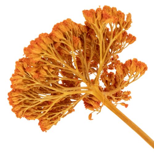 Achillea Orange -kuivatut