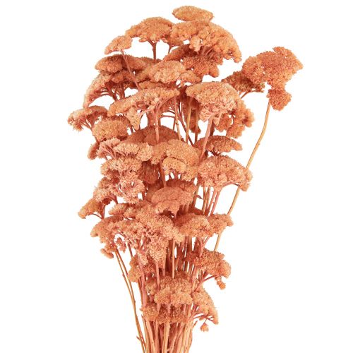 kohteita Achillea siankärsämön kuivatut niittykukat lohi 40-50cm 80g