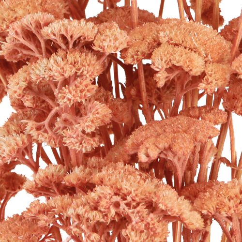 kohteita Achillea siankärsämön kuivatut niittykukat lohi 40-50cm 80g