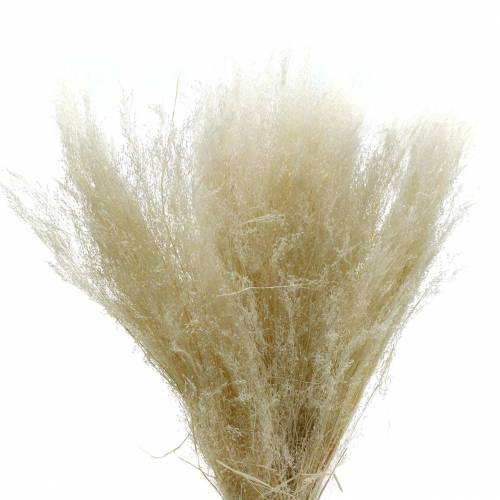 Floristik24 Kuiva ruoho Agrostis valkaistu 40g