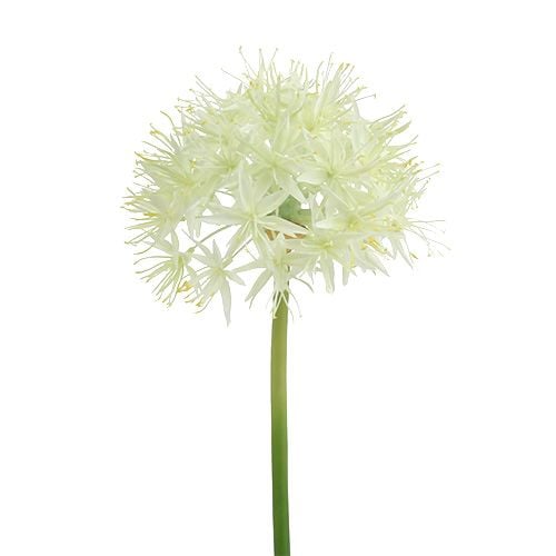 Allium kerma valkoinen L76cm