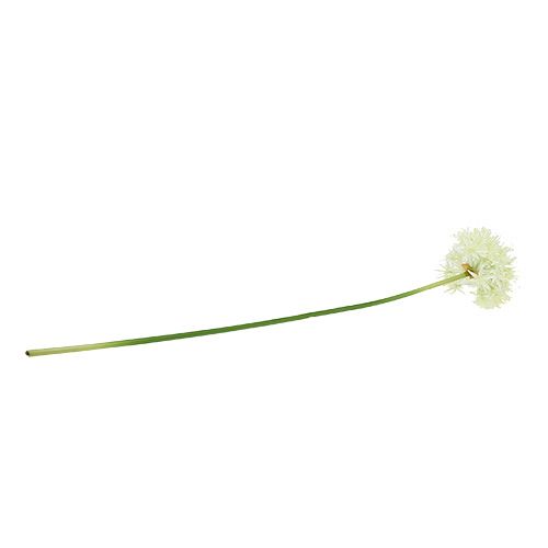 Floristik24 Allium kerma valkoinen L76cm