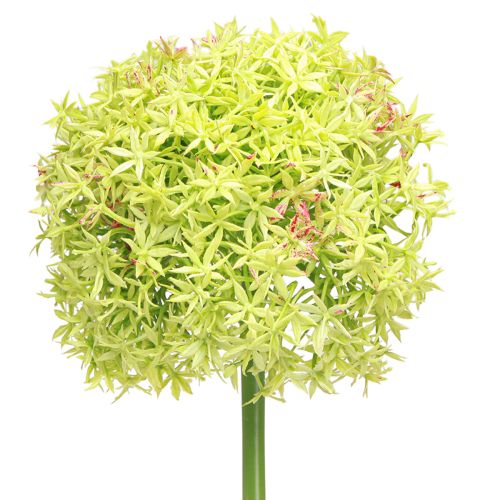 kohteita Allium vihreä kukka keinotekoinen koriste sipuli Ø18cm 90cm