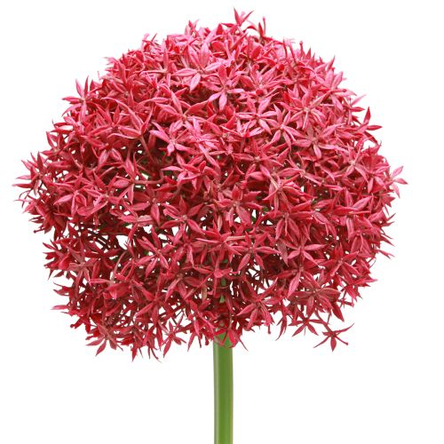 kohteita Allium Bordeaux&#39;n keinotekoisesta koristevalkosipulista Ø18cm L90cm
