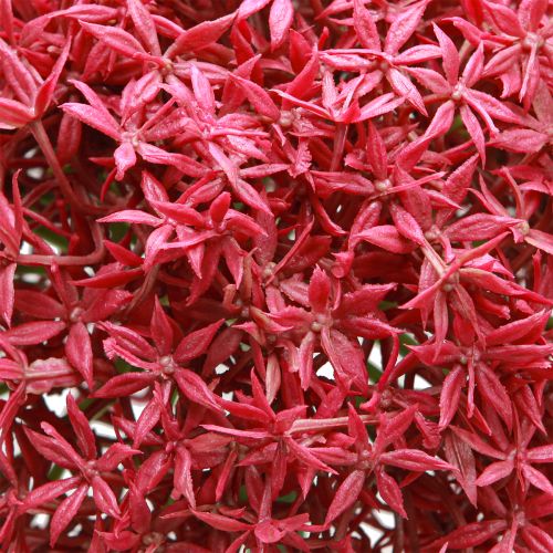 kohteita Allium Bordeaux&#39;n keinotekoisesta koristevalkosipulista Ø18cm L90cm