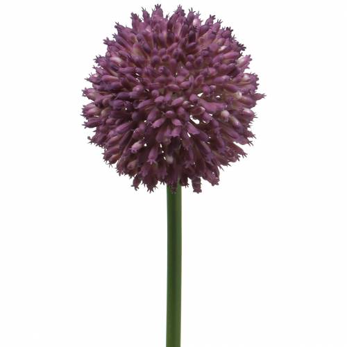 Floristik24 Koristeellinen allium tekolila Ø8cm 58cm