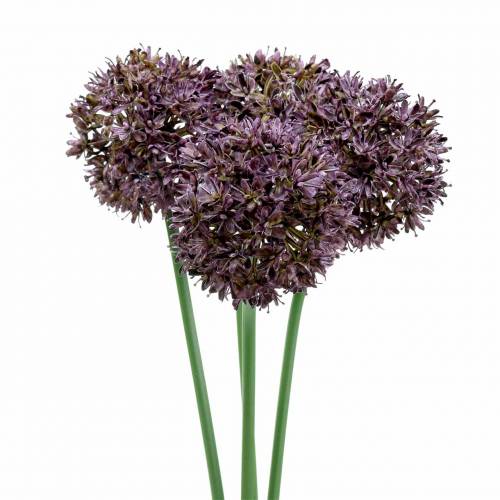 Floristik24 Koriste sipuli Allium keinotekoinen purppura Ø7cm K58cm 4kpl