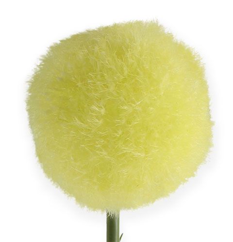 kohteita Allium keltainen 68cm