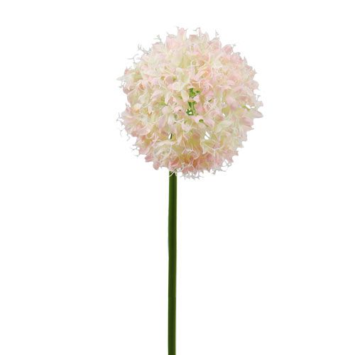 Floristik24 Allium kerma-vaaleanpunainen Ø15cm L70cm