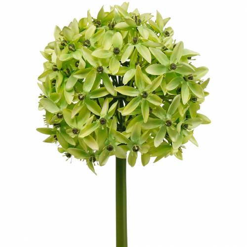 Floristik24 Koristeellinen sipuli Allium, silkkikukka, keinotekoinen pallipurjevihreä Ø20cm P72cm
