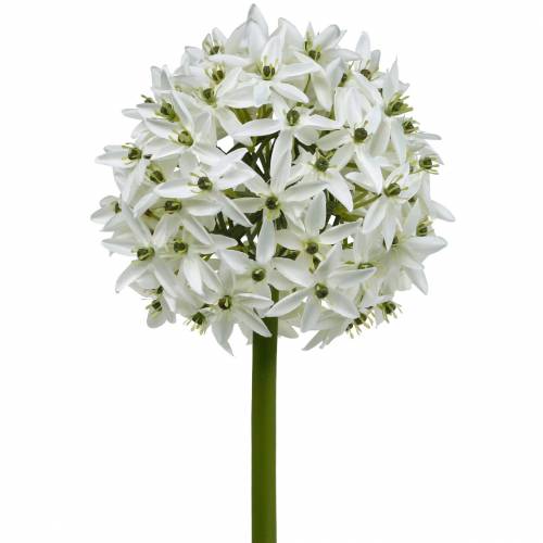 Floristik24 Koristekukka Allium, keinotekoinen pallipurjo, koristeellinen sipuli valkoinen Ø20cm P72cm