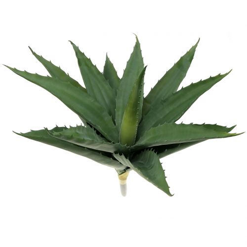 Floristik24 Aloe-oksa tekovihreä 47cm