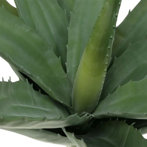 Floristik24 Aloe-oksa tekovihreä 47cm