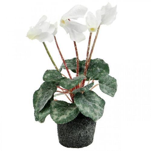 Kermanvärinen syklaami 28cm