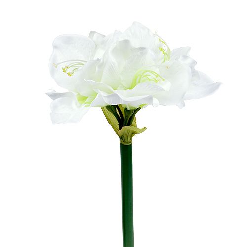 Floristik24 Amaryllis kukka valkoinen L 73cm 2kpl